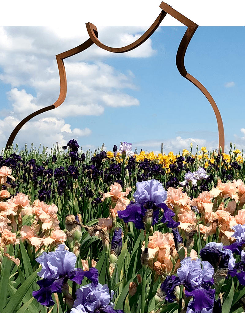 La sculpture Silhouette de Markus Graf et Gabriel Mazenauer, faite en acier corten, est exposée le long des vignes et des plantations d'iris au Château de Vullierens.