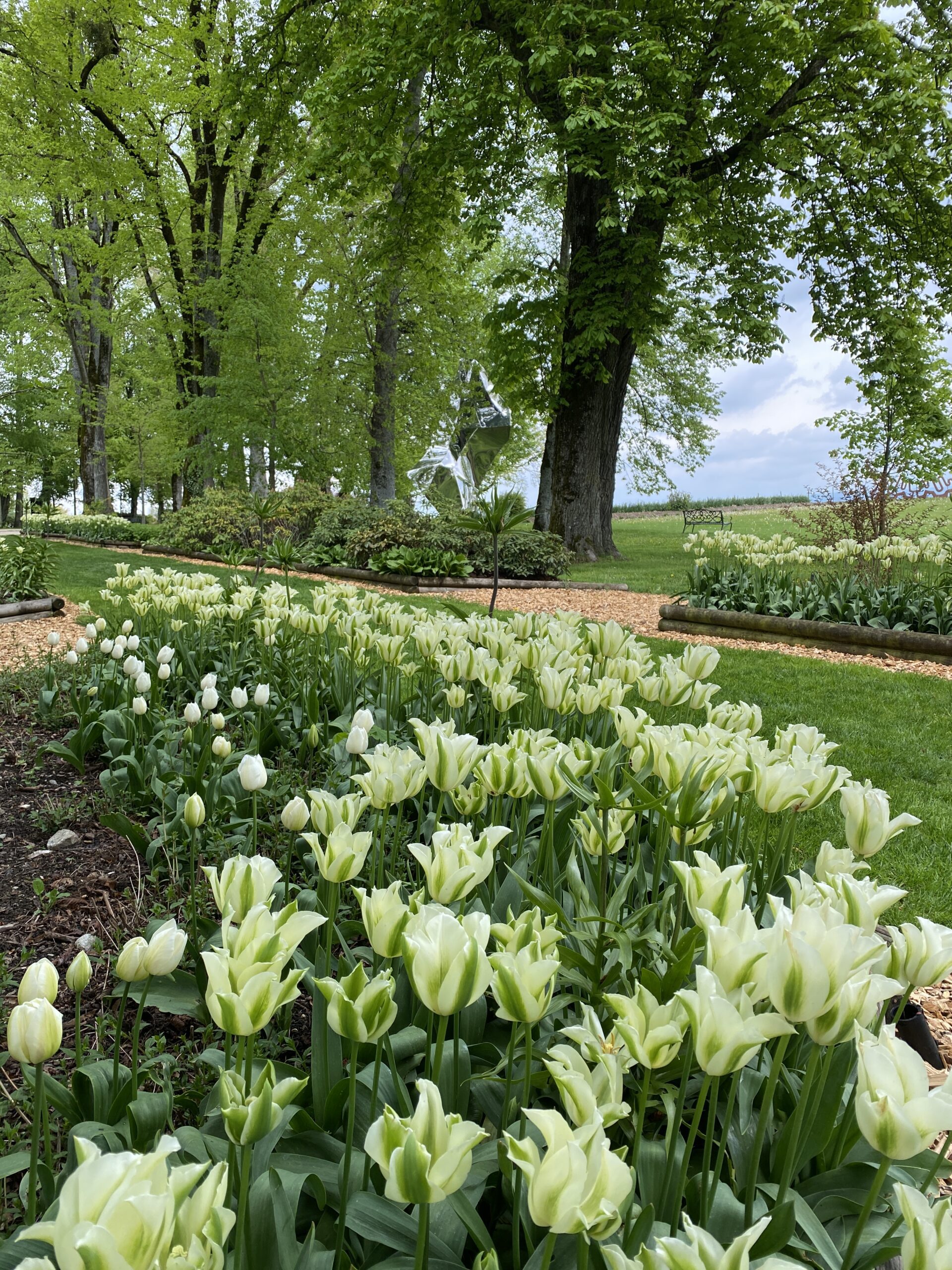 Platebandes du jardin de Muni rempli de tulipes blanches en fleurs.