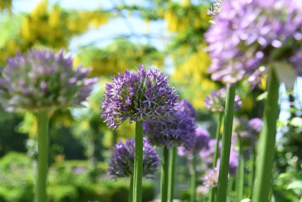Alliums en fleurs au mois de mai, de v&eacute;ritables boules violettes !