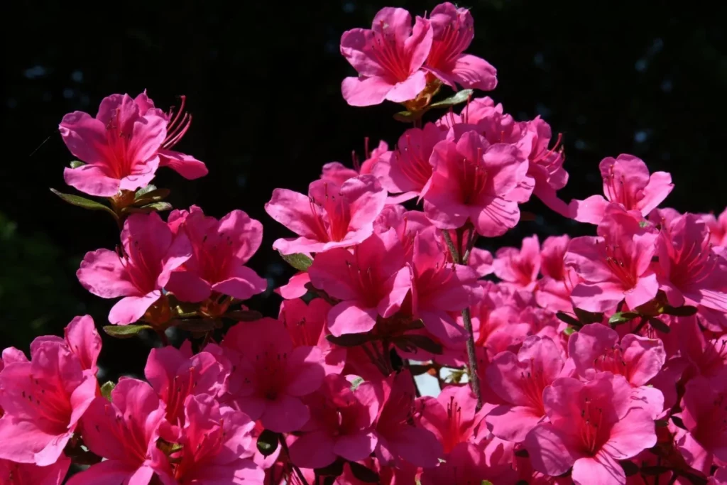 Gros plan d'azal&eacute;e fuchsias en pleine floraison.