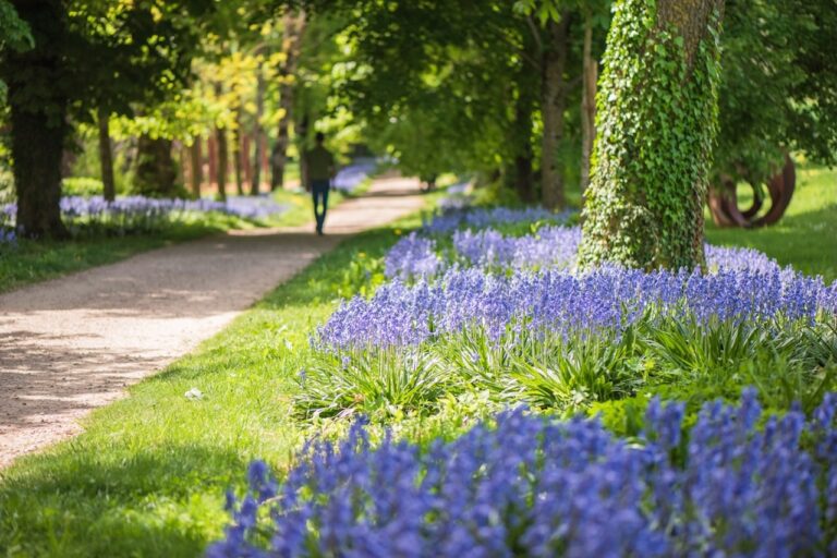 Allée cavalière recouverte d'un tapis végétale bleuté grâce aux milliers de jacinthes des bois début mai.