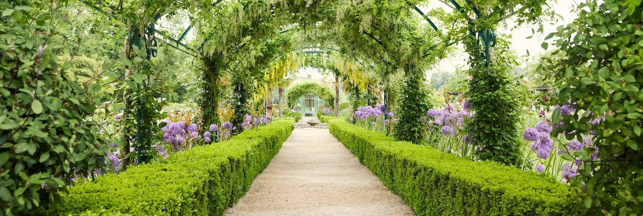 Le tunnel de Laburnum du jardin de Doreen du Château de Vullierens en pleine floraison accompagné par la floraison des alliums le long des bordures.