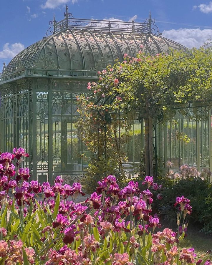 Orangeraie et iris violets en fleurs dans le jardin de Doreen au Château de Vullierens.