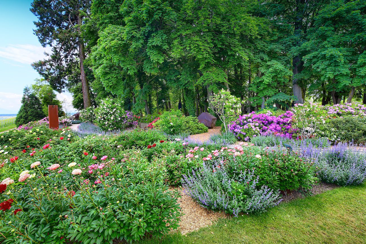 Le jardin de Daria du Château de Vullierens en pleine floraison printanière : pivoines et rhododendrons.