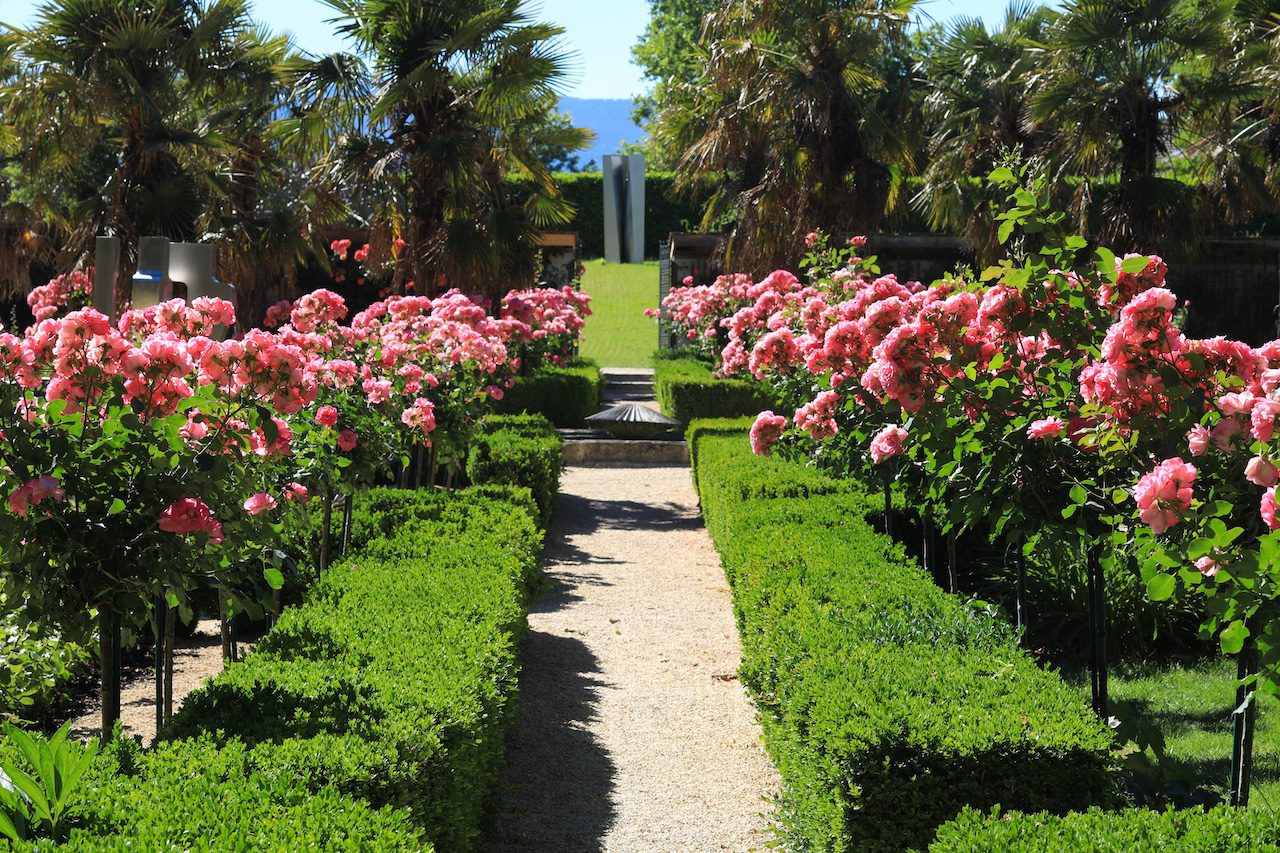 Allée des rosiers roses en pleine floraison dans le jardin de Doreen au Château de Vullierens, à admirer en juin.