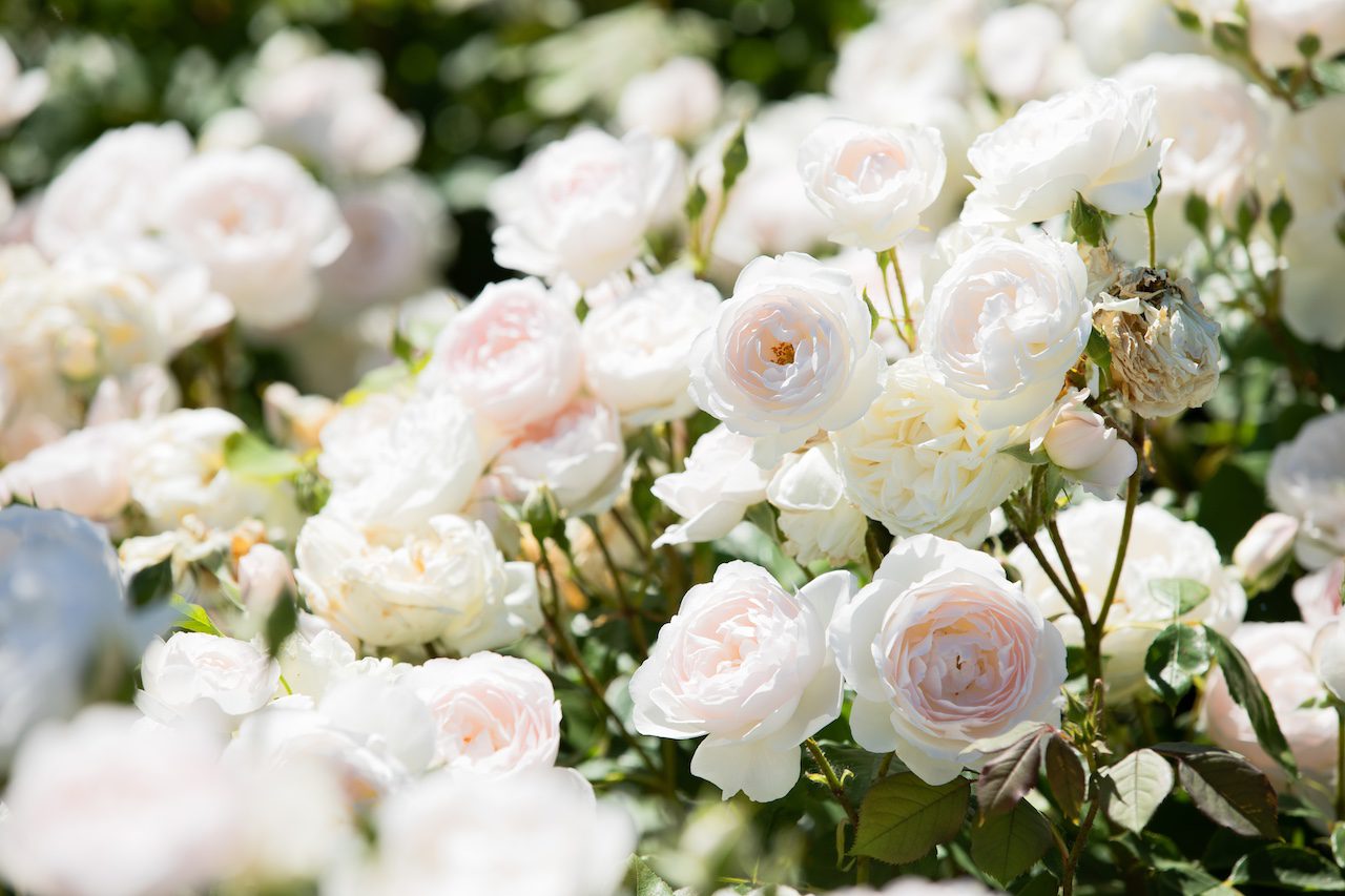 Gros plan sur les rosiers blancs en fleurs dans le jardin de Dorianne du Château de Vullierens.