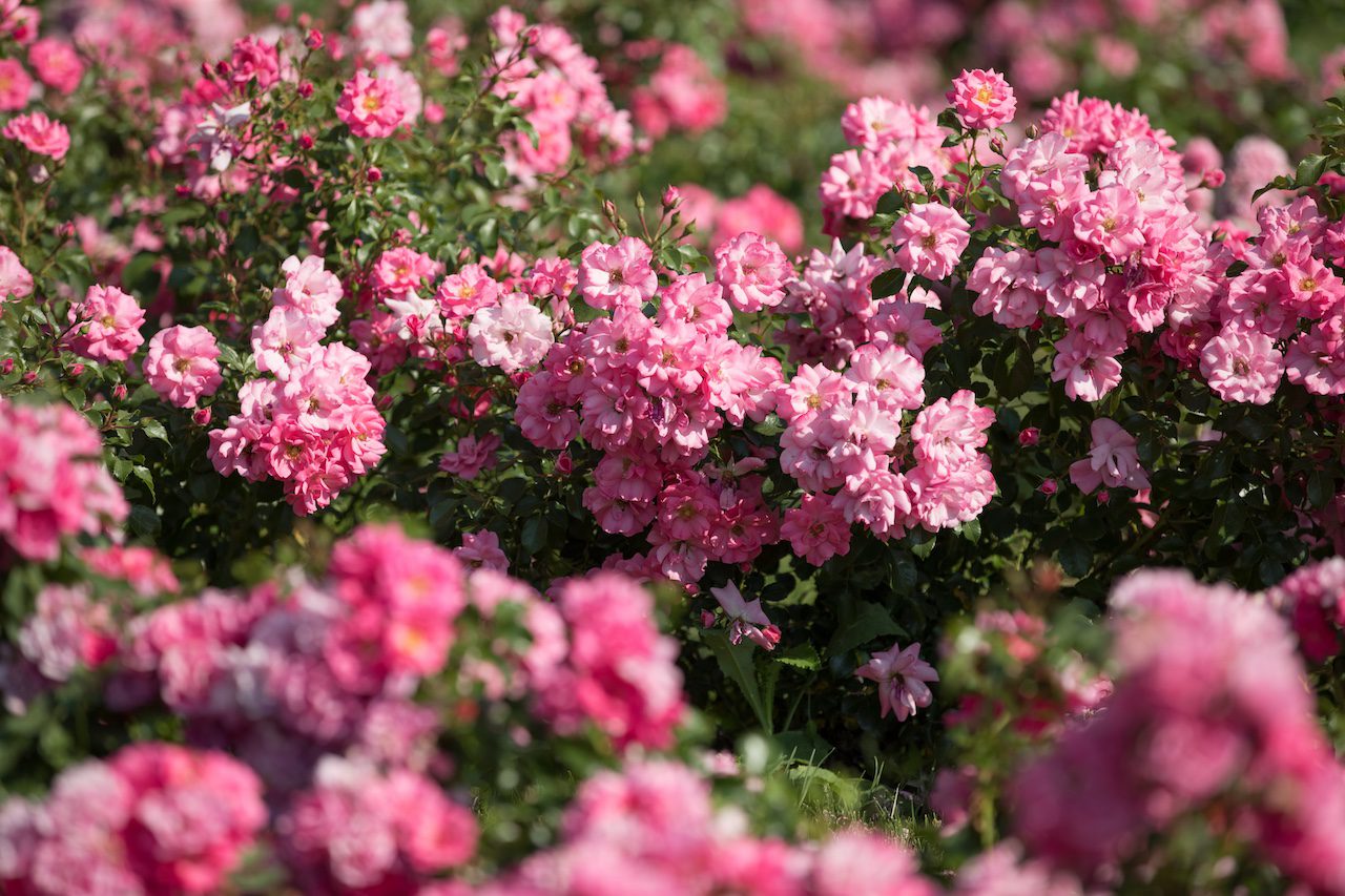 Gros plan sur les rosiers rose en pleine floraison dans le jardin de Dorianne du Château de Vullierens.