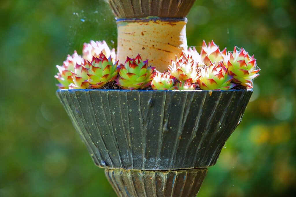 Plan très rapproché de succulentes en fleurs dans le jardin secret du Château de Vullierens.