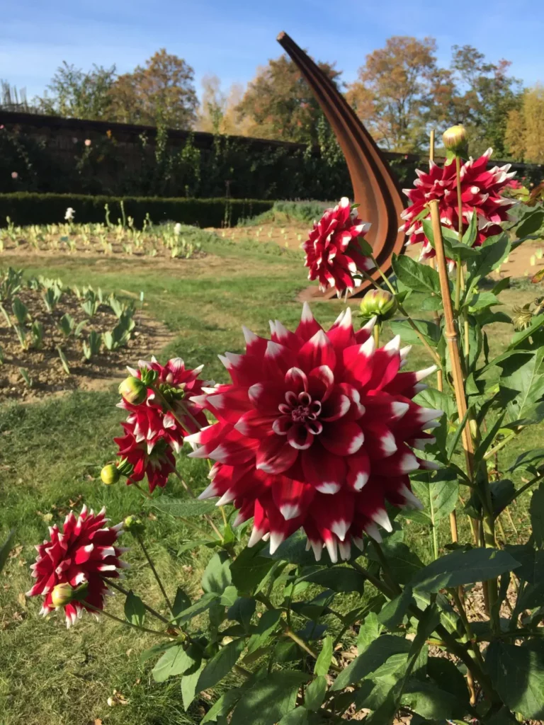 Gros plan sur des gros dahlias de couleur rouge aux pointes blanches. A admirer en automne.