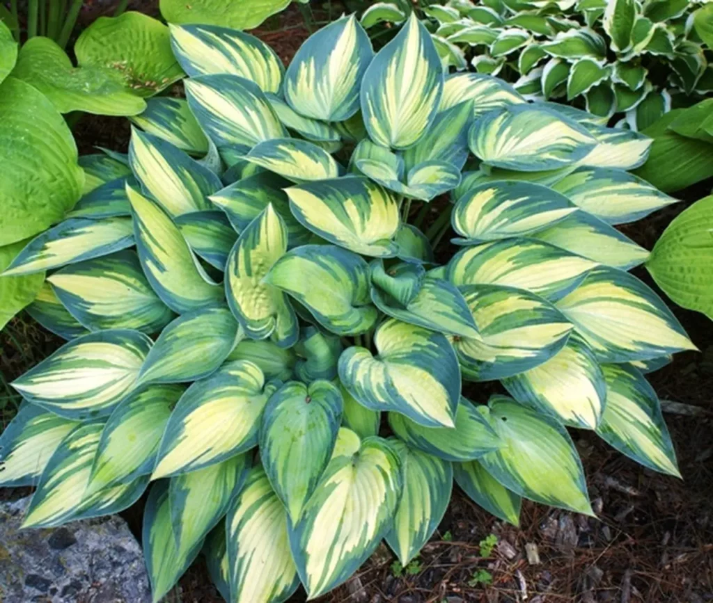 Hosta en fleurs avec ses grandes feuilles vertes d&eacute;grad&eacute;es.