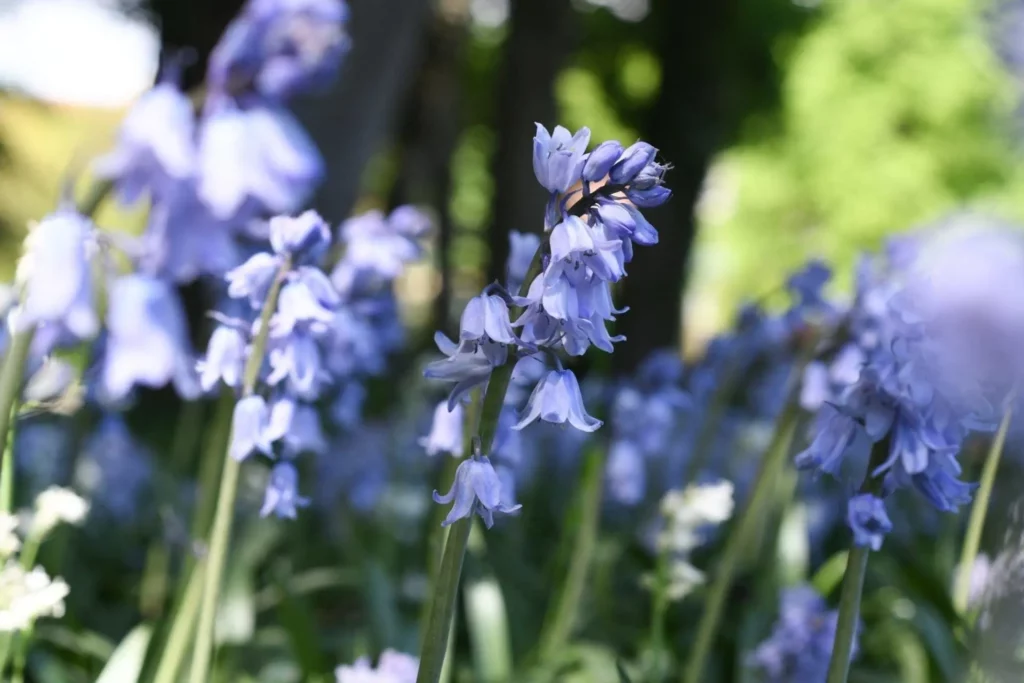 Gros plan sur les jacinthes et leurs petites clochettes bleutées.