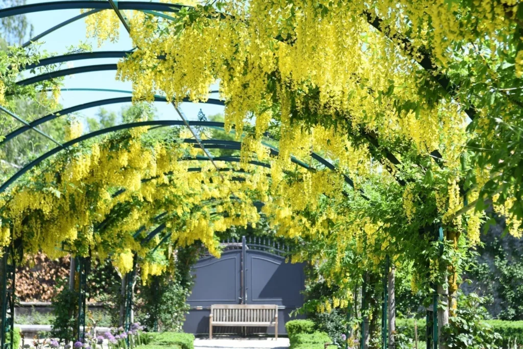 Le tunnel du jardin de Doreen recouvert de laburnum de couleur jaune.