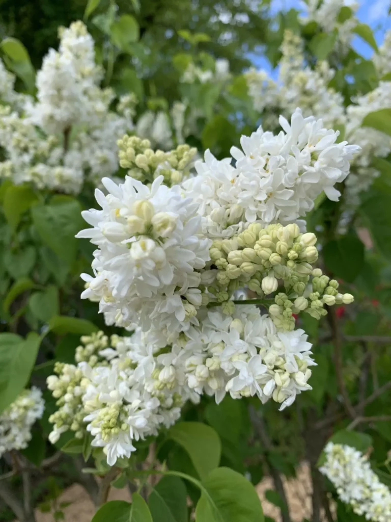 Lilas des Indes de couleur blanc en pleine floraison au printemps.