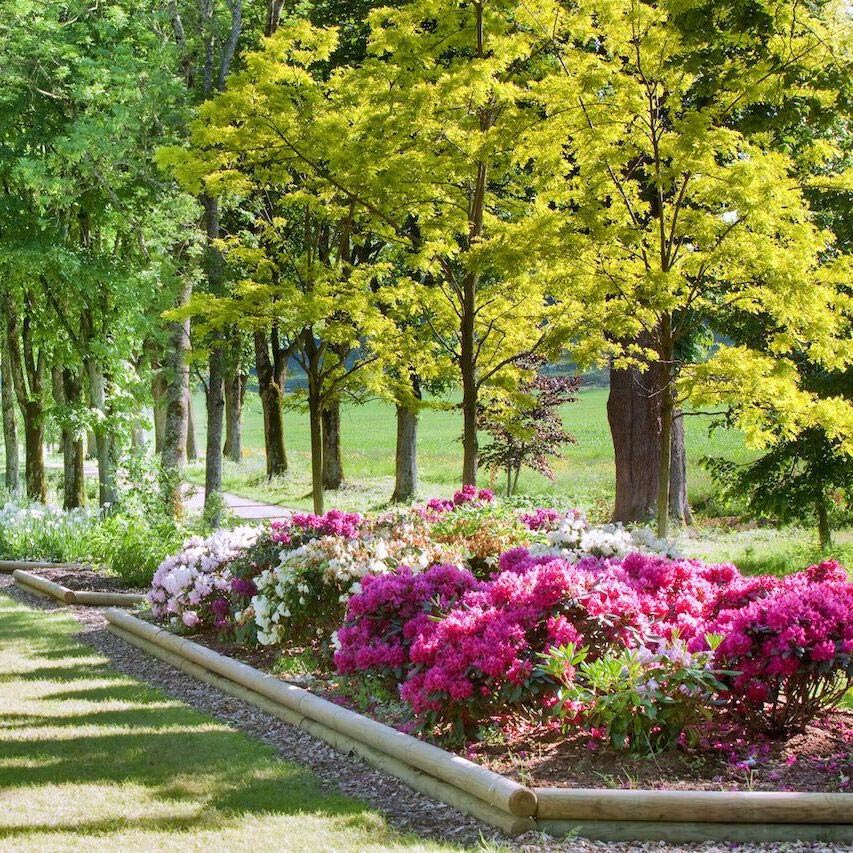 Plan large du jardin de Muni au début du printemps avec les premières floraison des rhododendrons au Château de Vullierens.