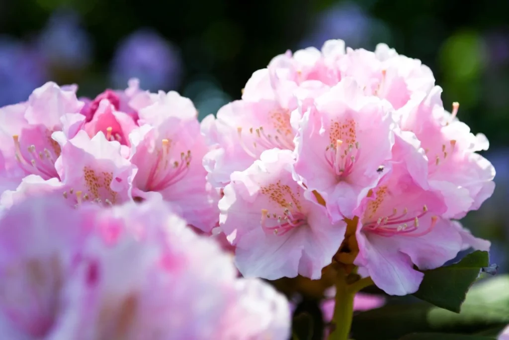 Rhododendrons de couleur rose pale en fleurs.
