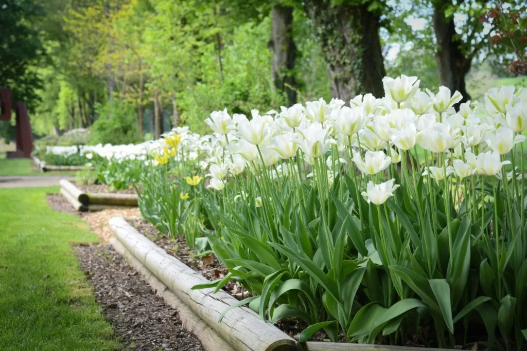 Tulipes blanches en fleurs dans le jardin de Muni.