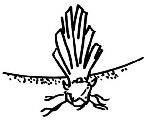 Illustration d'un rhizome d'iris en terre