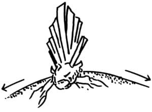 Illustration d'un rhizome d'iris sur une bute de terre.