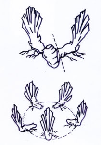 Illustration expliquant comment faire la séparation de rhizomes d'iris.