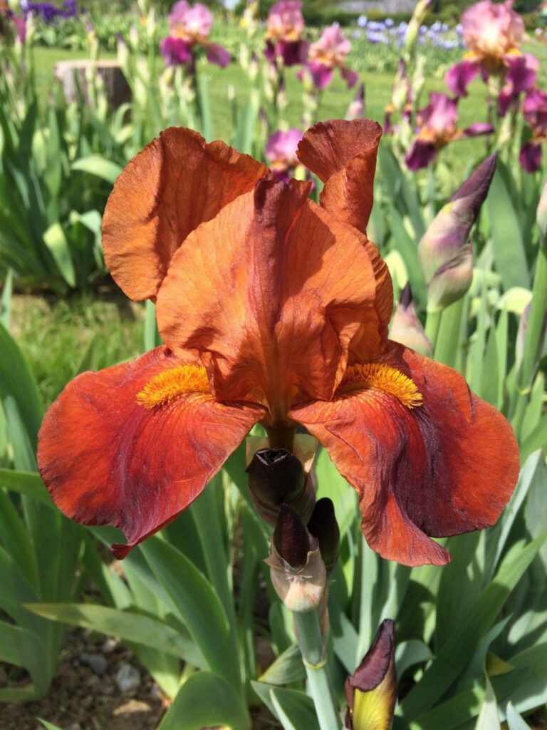 Gros plan d'un iris de couleur ocre.