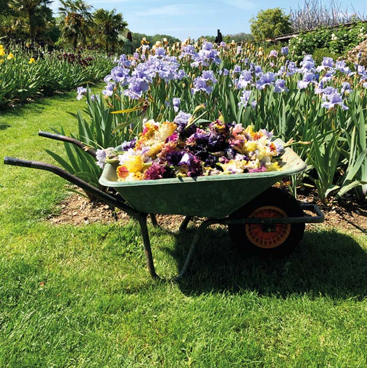 Brouette contenant des fleurs d'iris fanées.