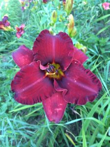 Foto von Armed Ajerbaijanies