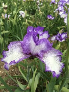 Foto von Autumn Circus - R