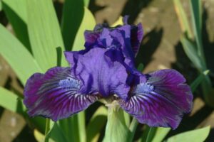 Foto von Autumn Jester - R