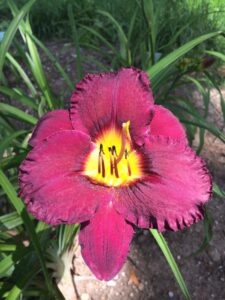 Foto von Bela Lugosi