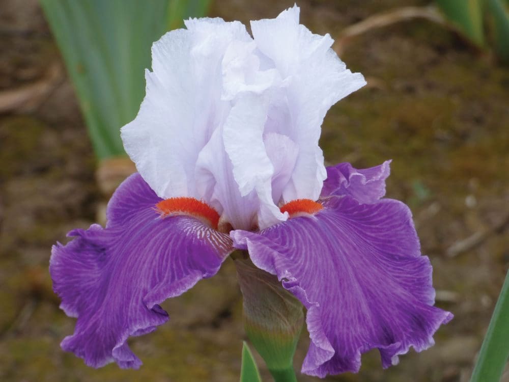 Foto von Best Foot Forward