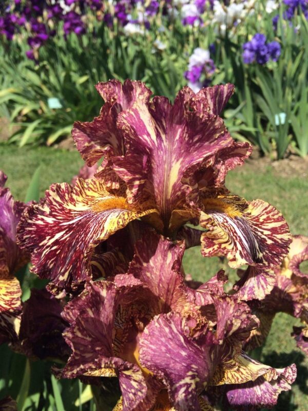 Photo of Bewilderbeast