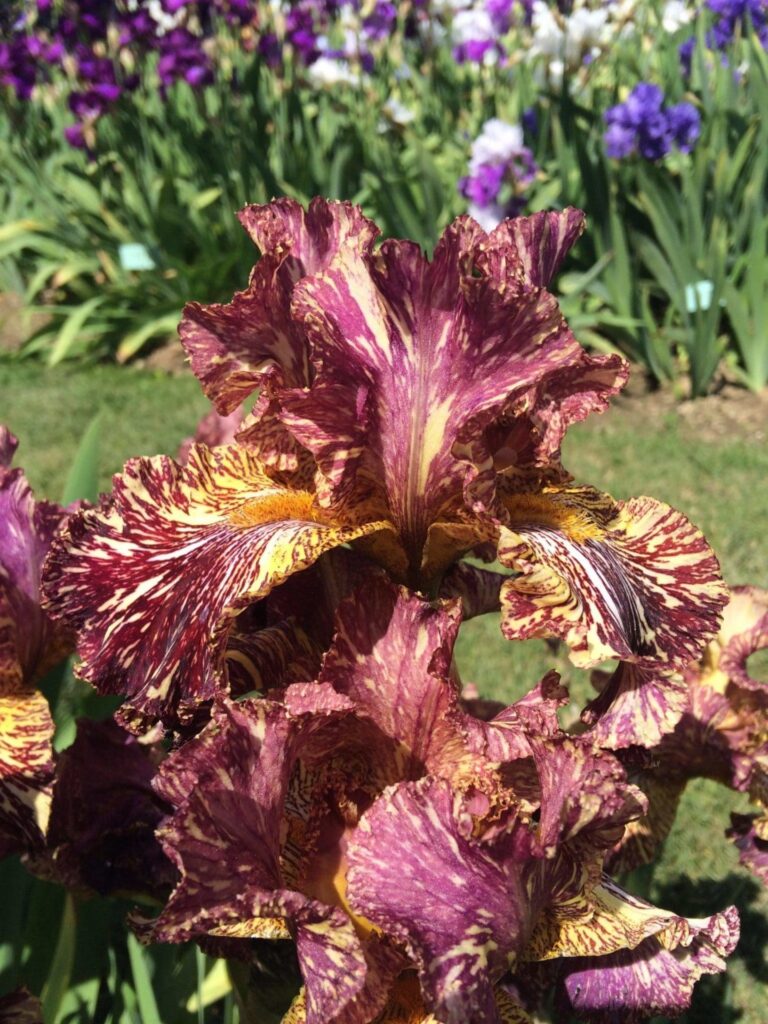 Photo of Bewilderbeast