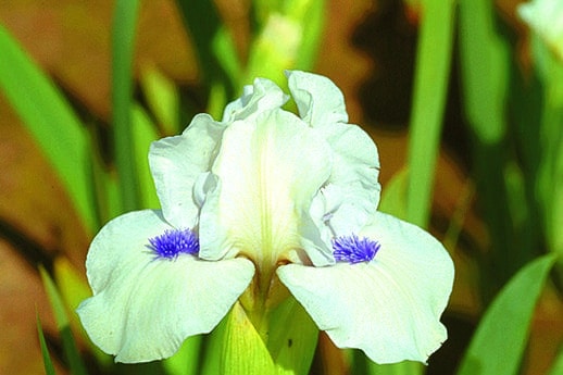 Photo of Bluebeard'S Ghost