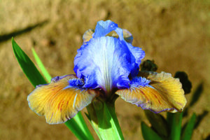 Foto von Blueberry Tart - R