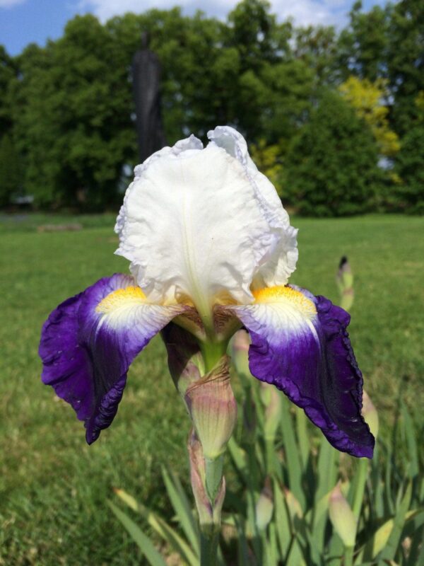 Foto von Border Beauty