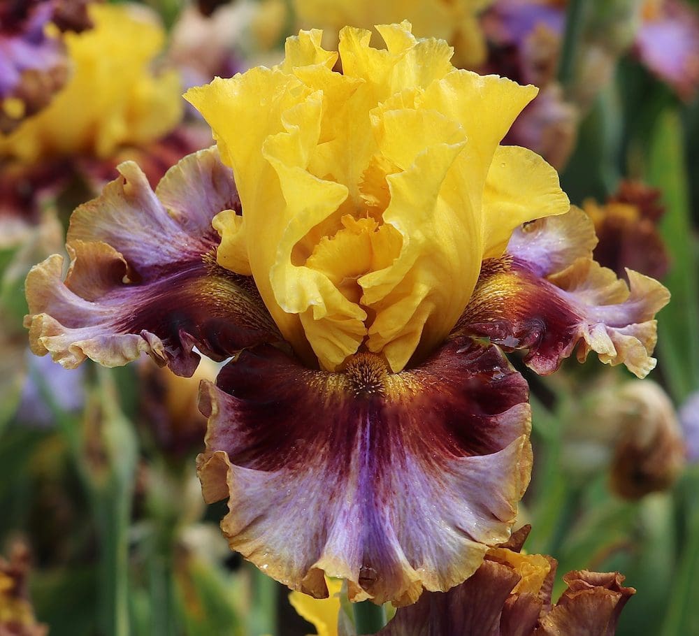 Foto von Born To Party