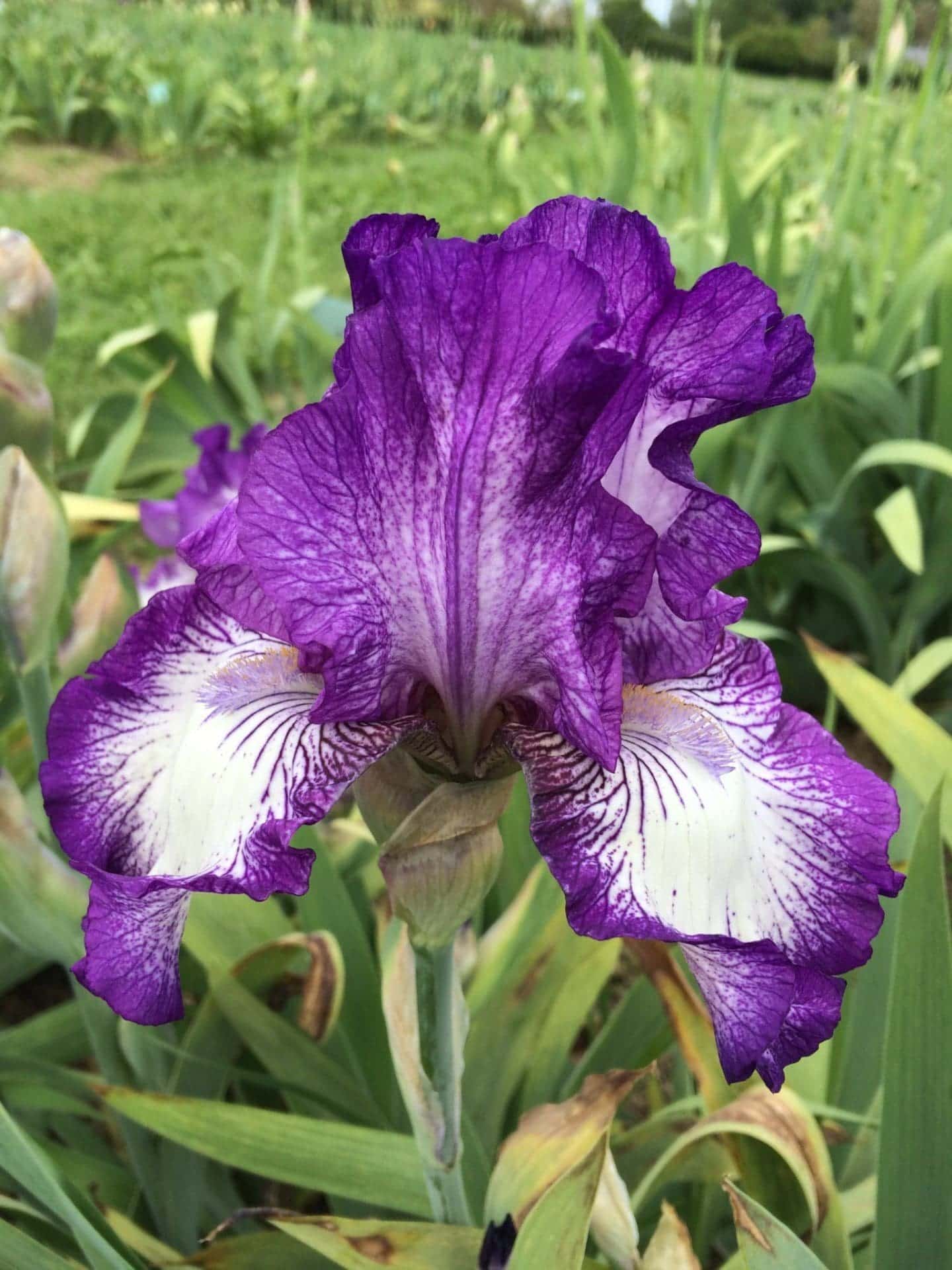 Foto von Bountiful Harvest - R