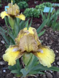 Photo of Brass Tacks