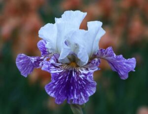 Foto von Breaking Point - R