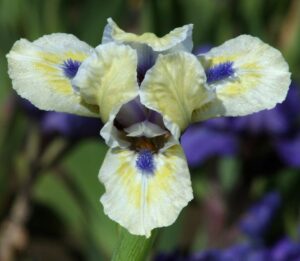 Foto von Bright Blue Eyes - R