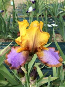 Photo of Brown Lasso *