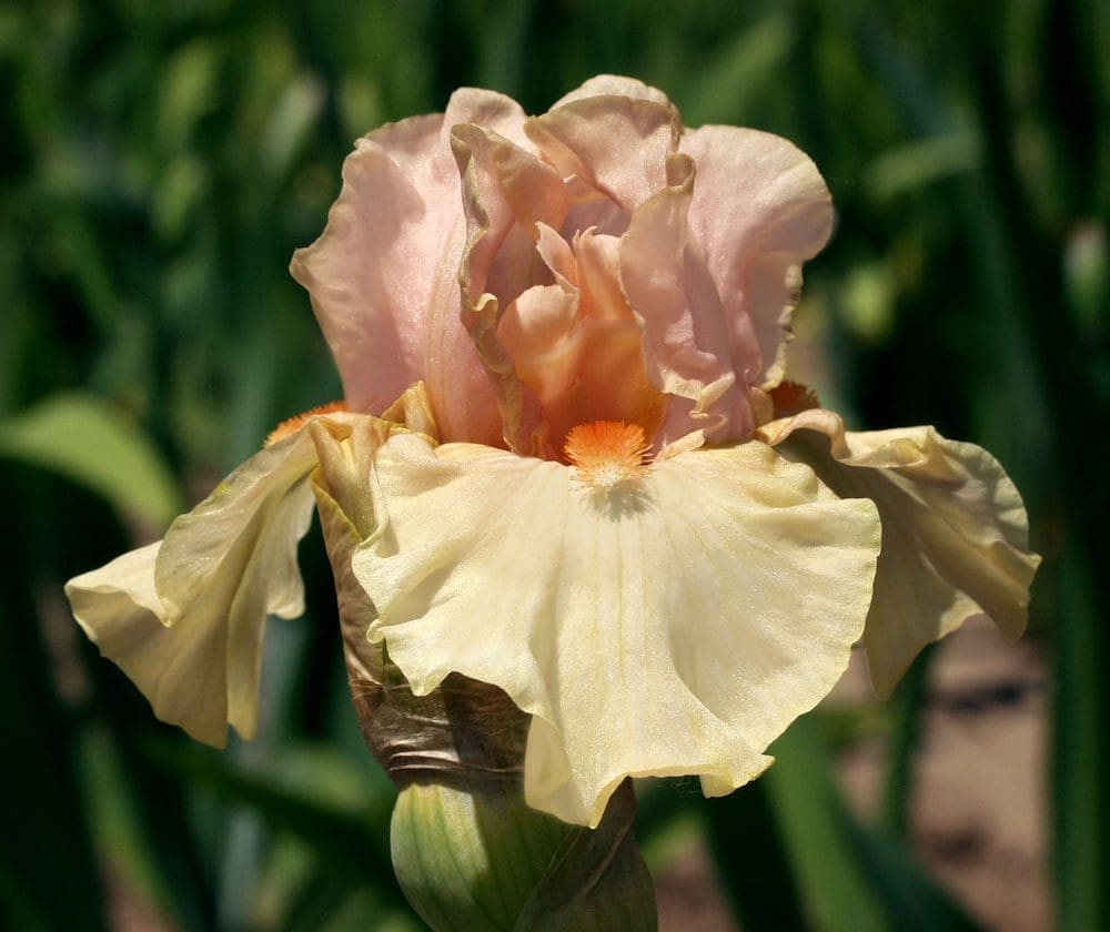 Foto von Bundle Of Love