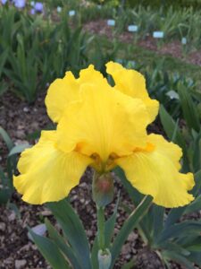 Foto von Butter Cookie