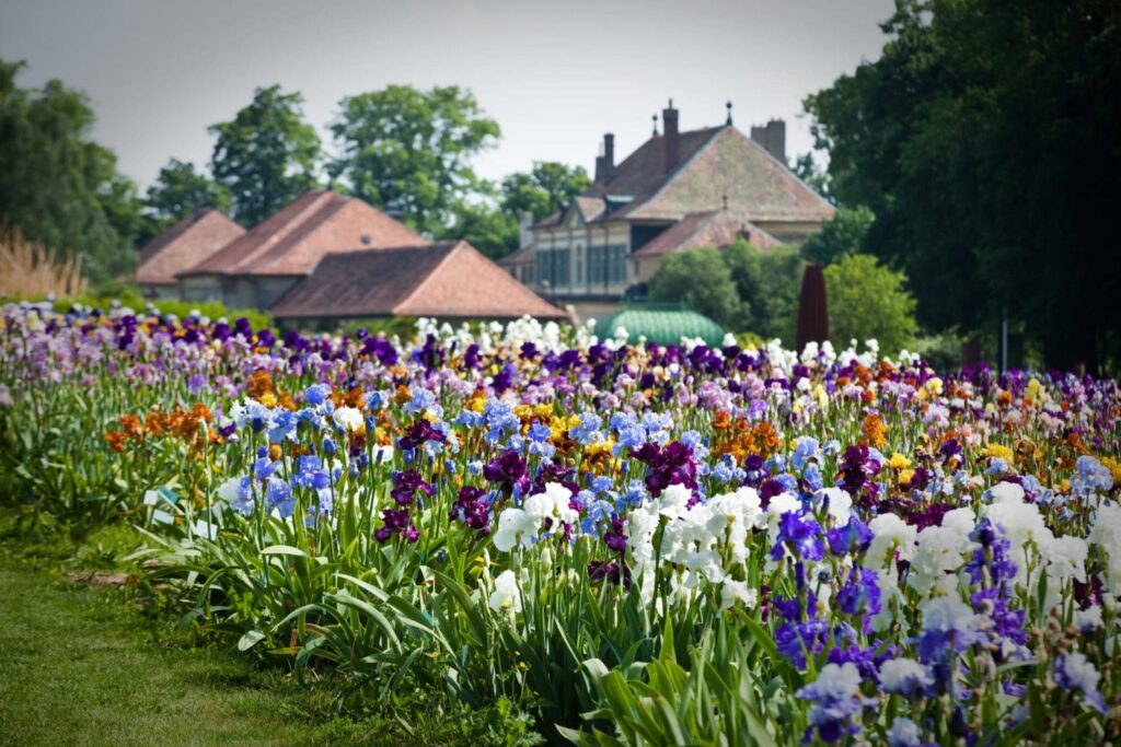 Plantation des iris du Château de Vullierens en pleine floraison.