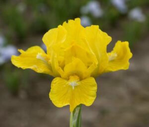 Foto von Cache Of Gold - R