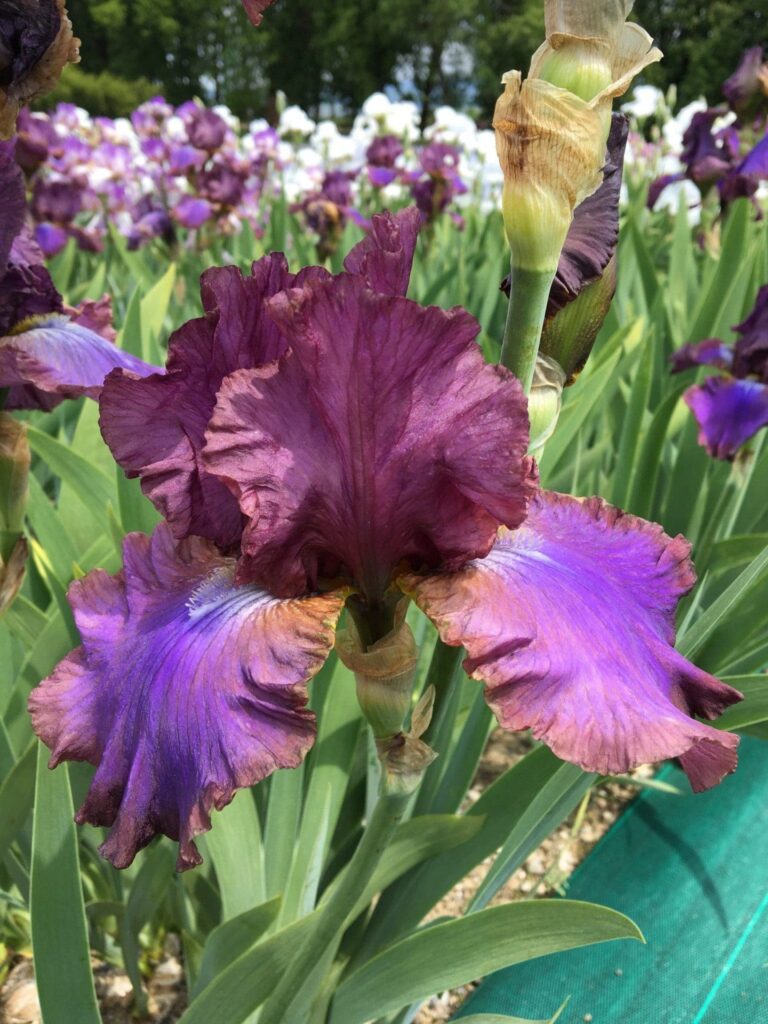 Foto von Cantina - R