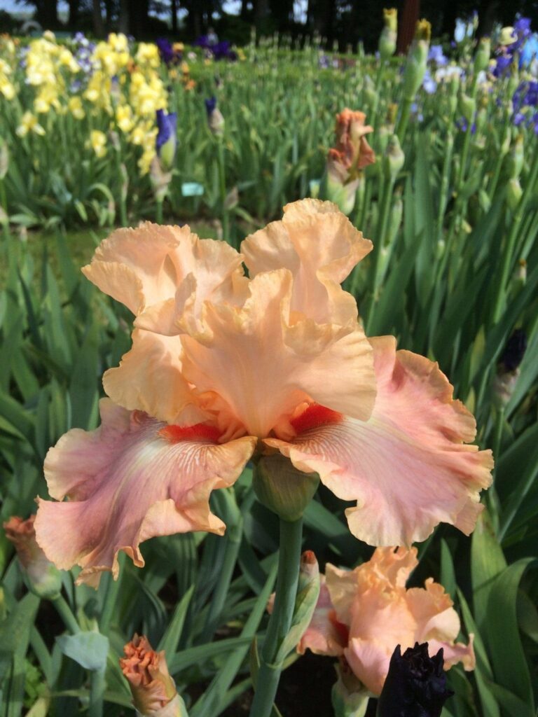 Photo of Cheyenne Sky