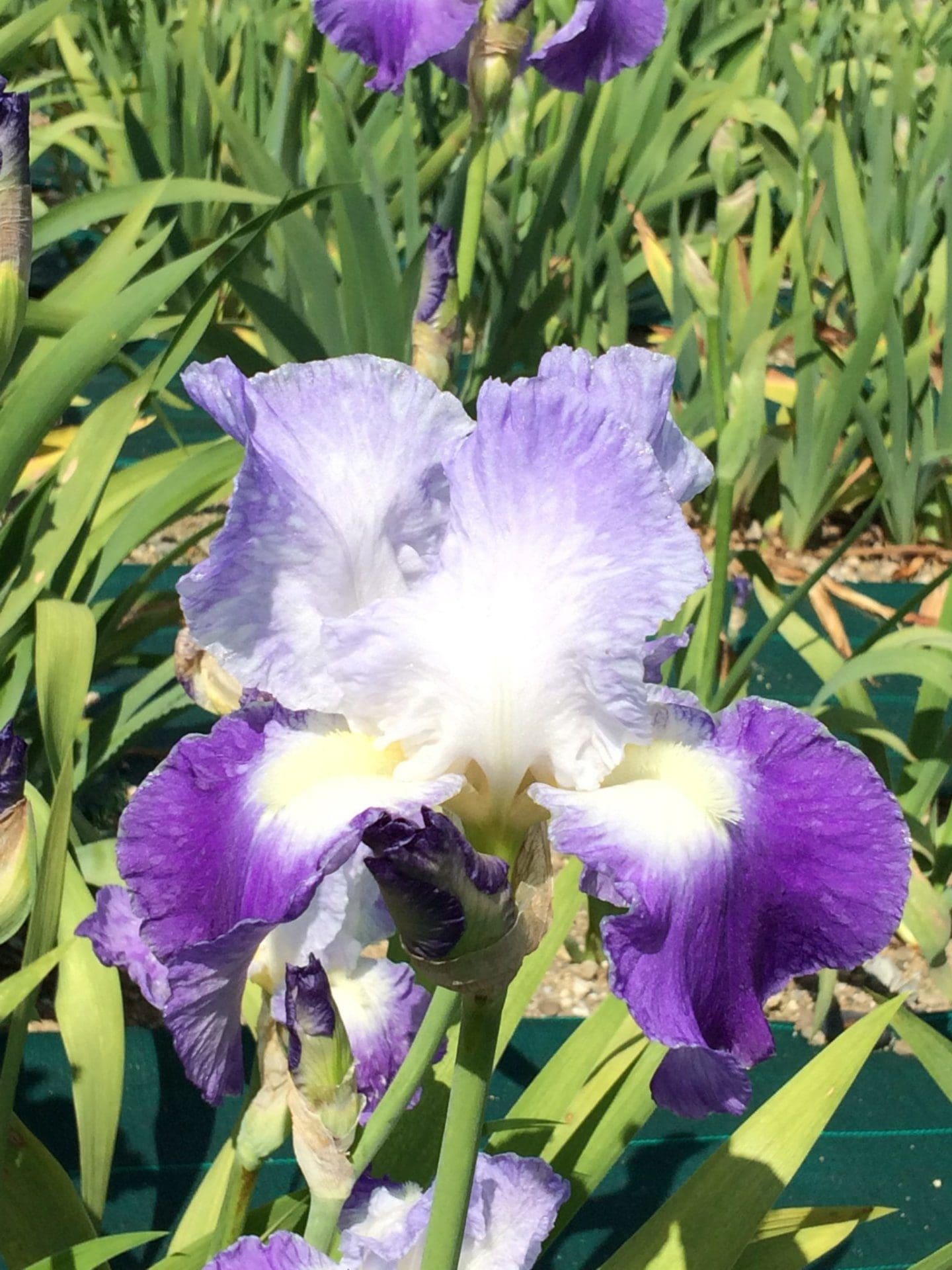 Foto von Clarence - R