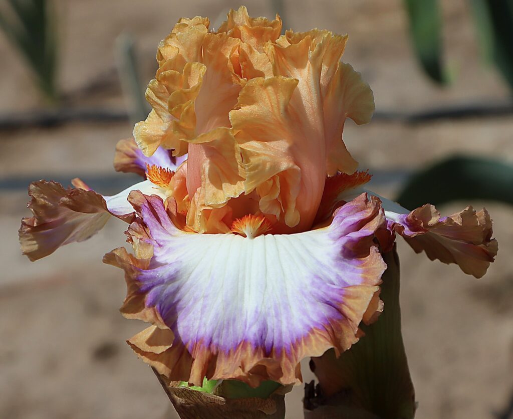 Foto von Coloring Book