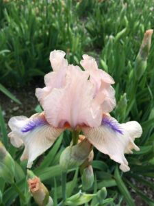 Foto von Concertina - R